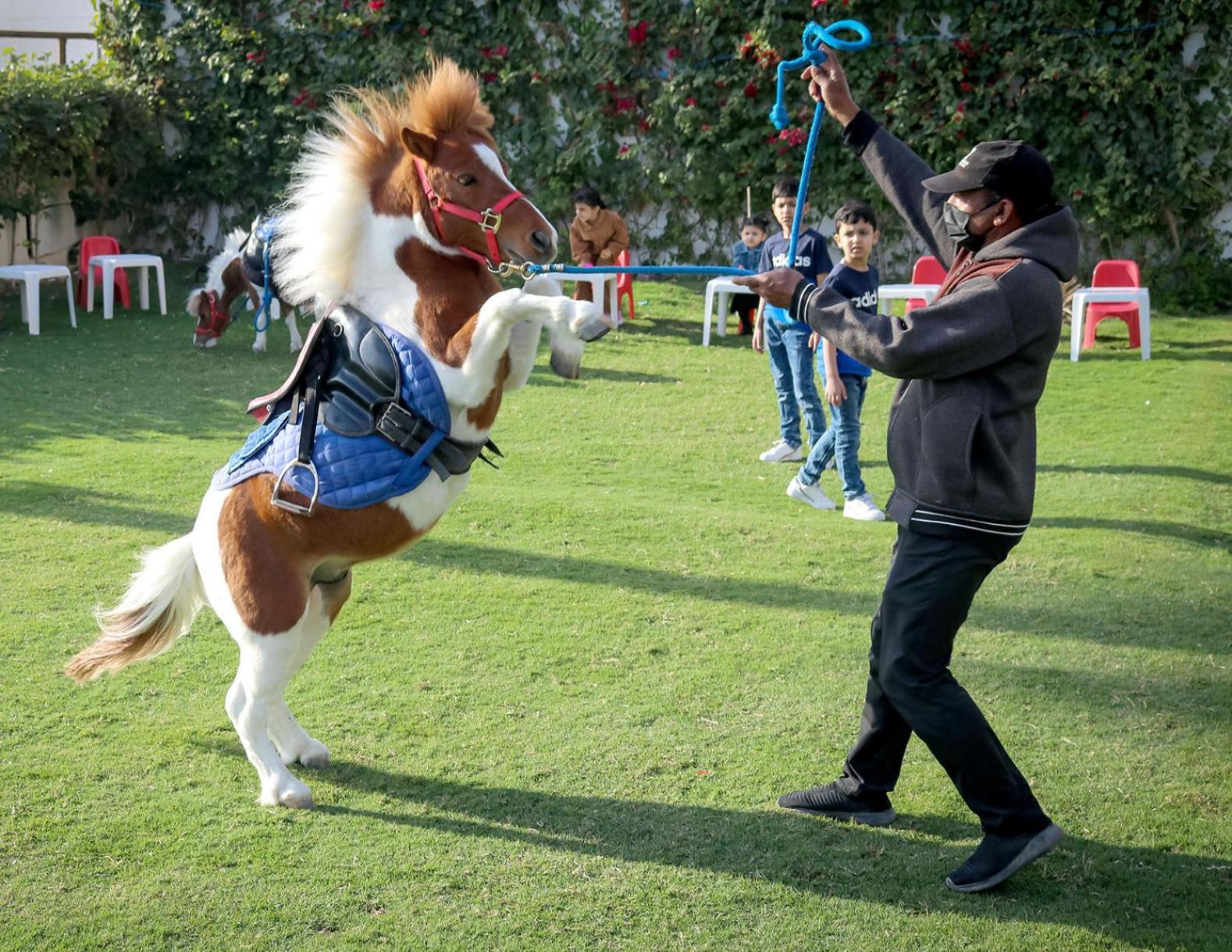 Lagoona Beach Luxury Resort And Spa Manama Exterior foto The photo shows a small horse or pony rearing up on its hind legs. The pony is wearing a blue saddle and is being led by a person who is holding a rope. The person is wearing a mask and appears to be encouraging the pony to perform. In the background